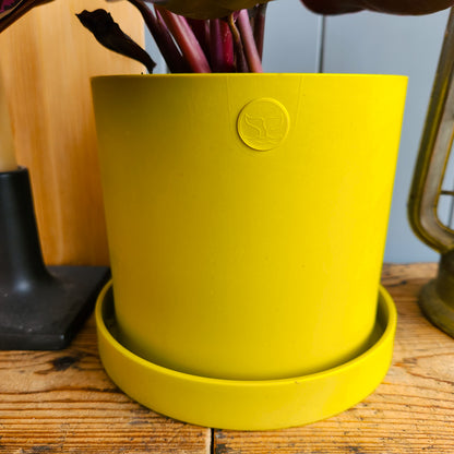 Matt Yellow Orka 15cm Ocean Plastic Pot - Inverness