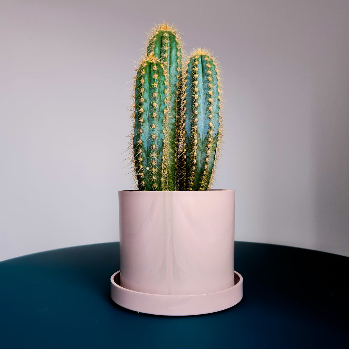 Pink Bloom Ocean Plastic Pot