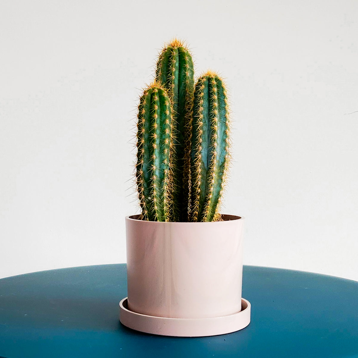 Pink Bloom Ocean Plastic Pot