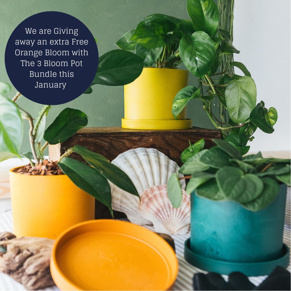 3 x Bloom Ocean Plastic Pot  Bundle (save £10)  an extra free Orange Pot in January